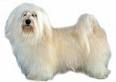 bichon_havanese1.jpg