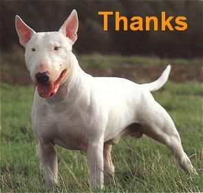 bullterrier1.jpg