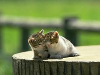 th__cat_00601.jpg