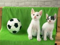 th__cat_01631.jpg
