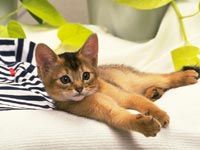 th__cat_01641.jpg