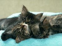 th__cat_01651.jpg
