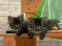 th__cat_01661.jpg