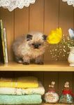 th__cat_01671.jpg