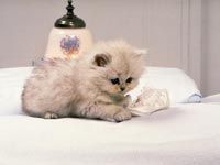 th__cat_01681.jpg