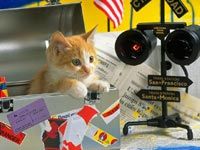 th__cat_01691.jpg