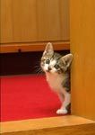 th__cat_01711.jpg