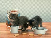 th__cat_01721.jpg