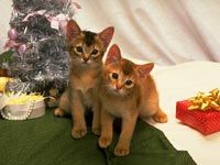 th__cat_01731.jpg