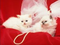 th__cat_01741.jpg