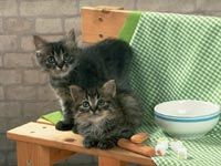 th__cat_01751.jpg