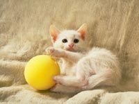 th__cat_01791.jpg