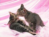 th__cat_01801.jpg