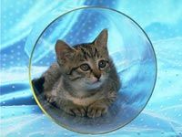 th__cat_01811.jpg