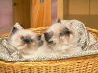 th__cat_01821.jpg