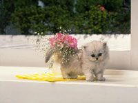 th__cat_01831.jpg