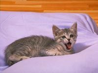 th__cat_01841.jpg